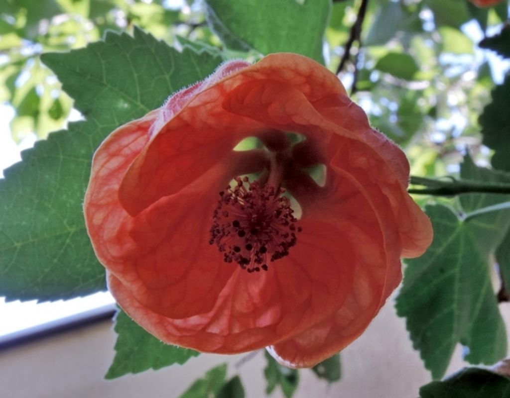Abutilon sp. (Malvaceae)